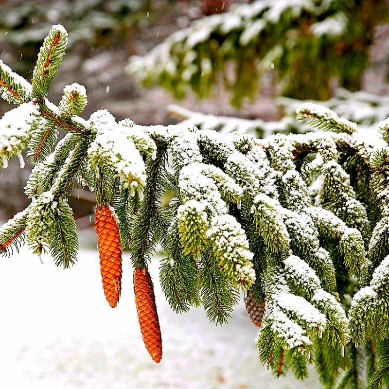 Cetină verde de&nbsp;brad