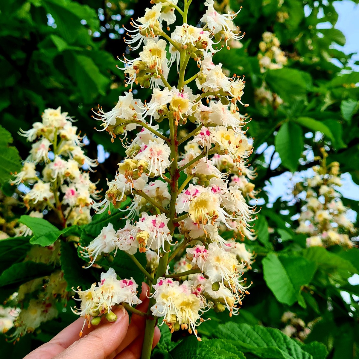 De-atâta primăvară