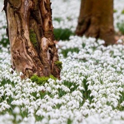 Un fior de&nbsp;primăvară