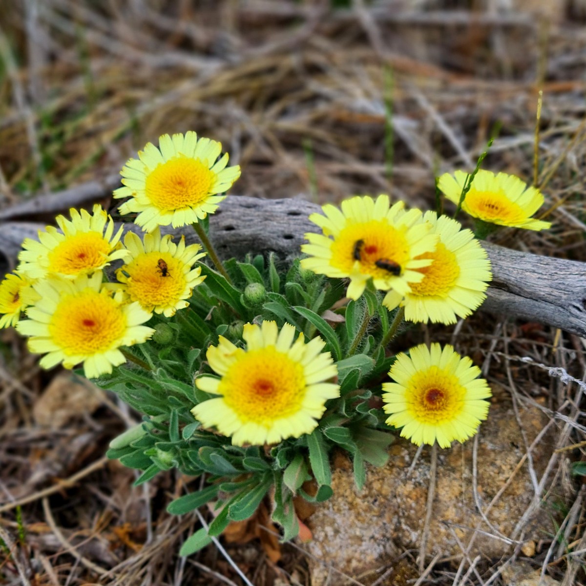 Broderii de primăvară