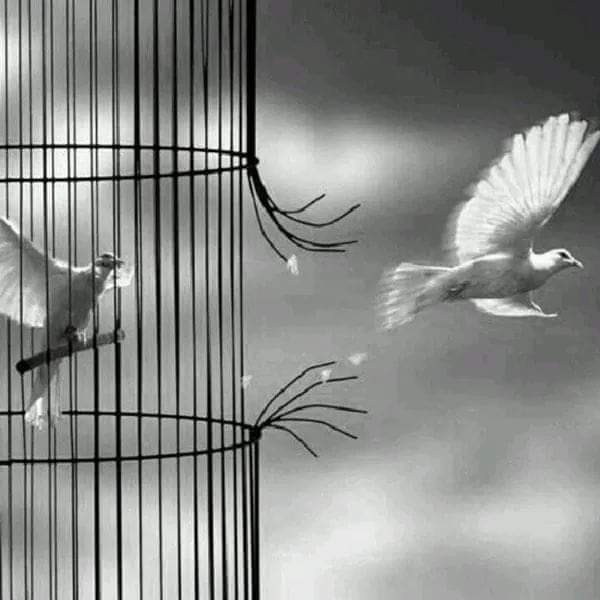 Captivă-n libertate