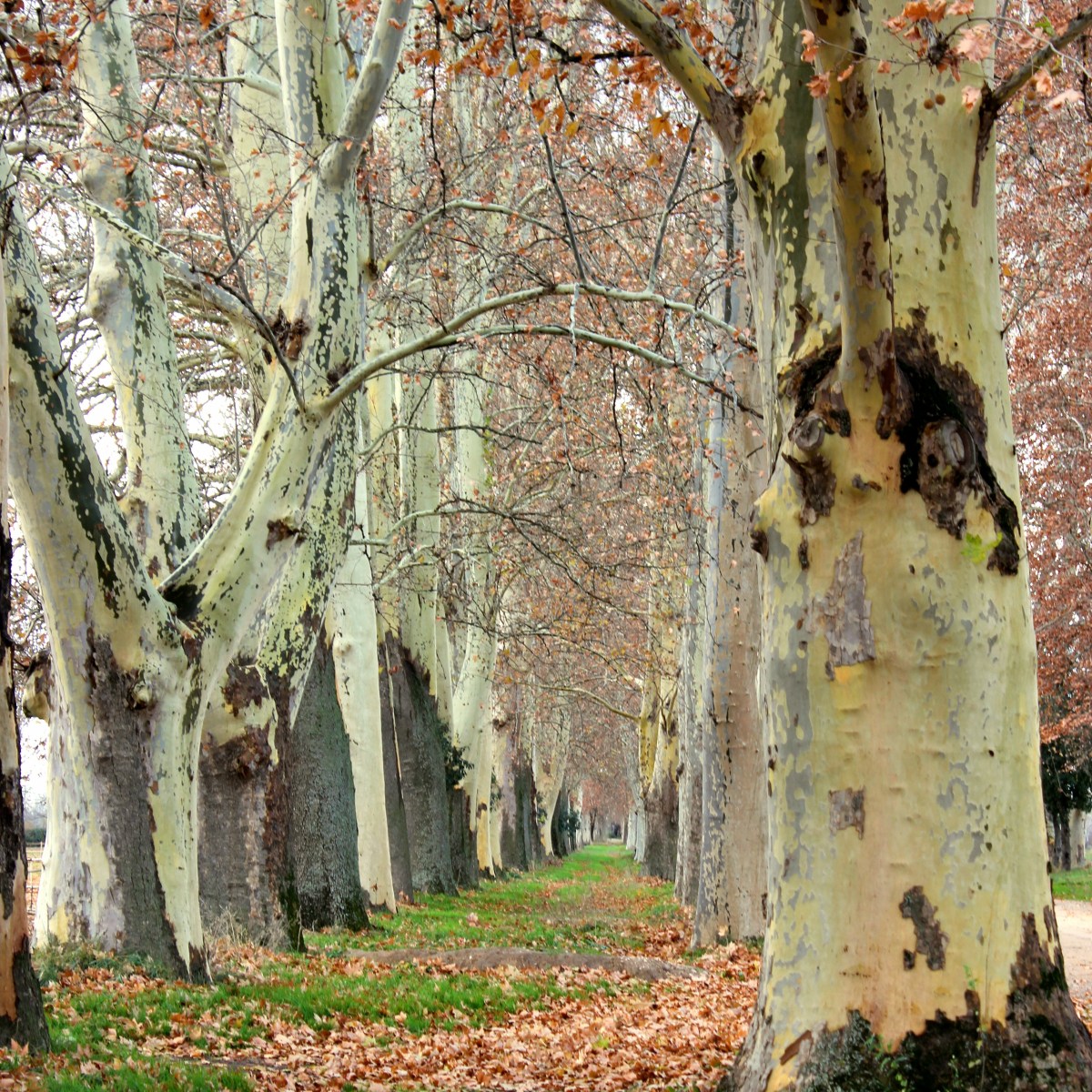 Tristeți de toamnă