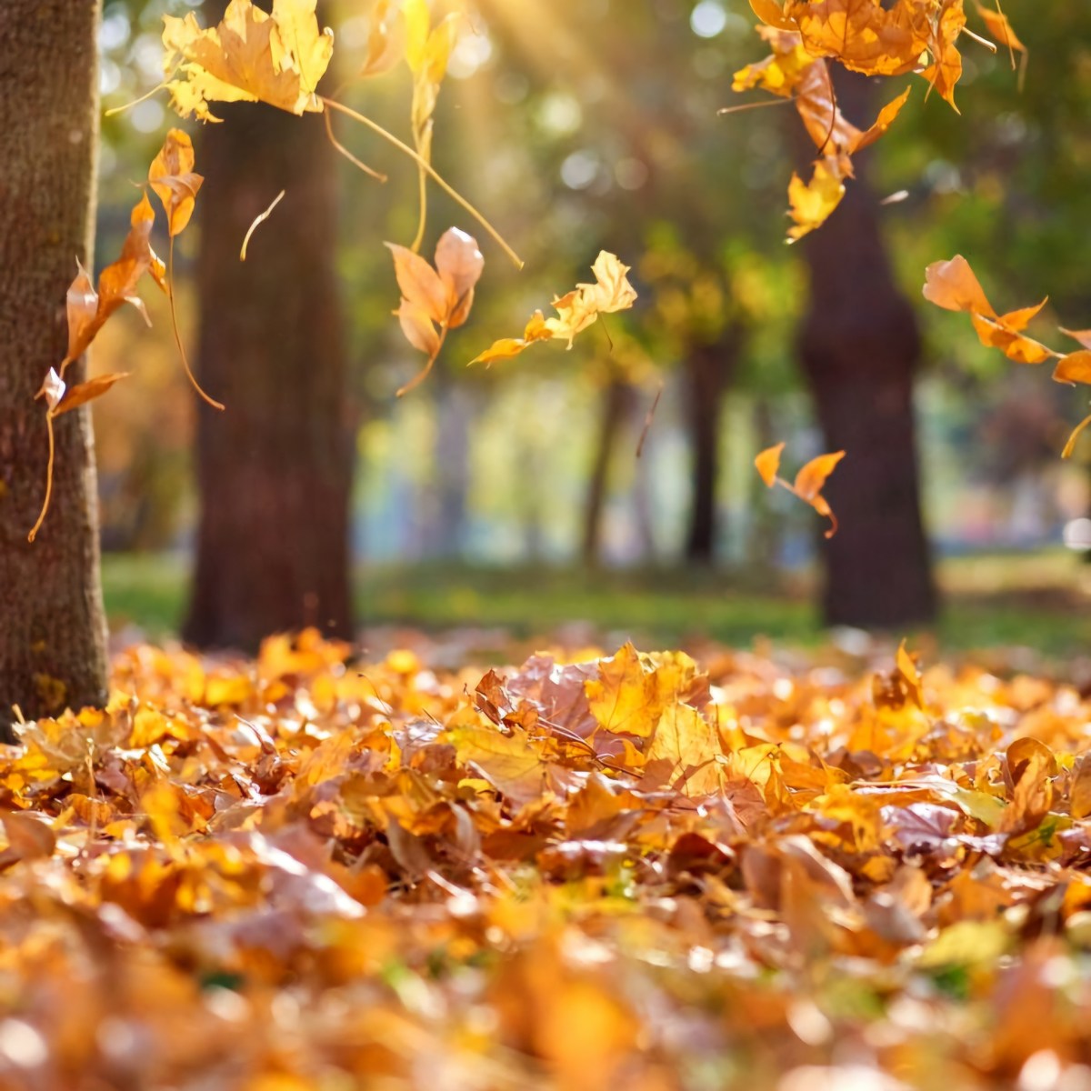 PASSEPARTOUT DE TOAMNĂ