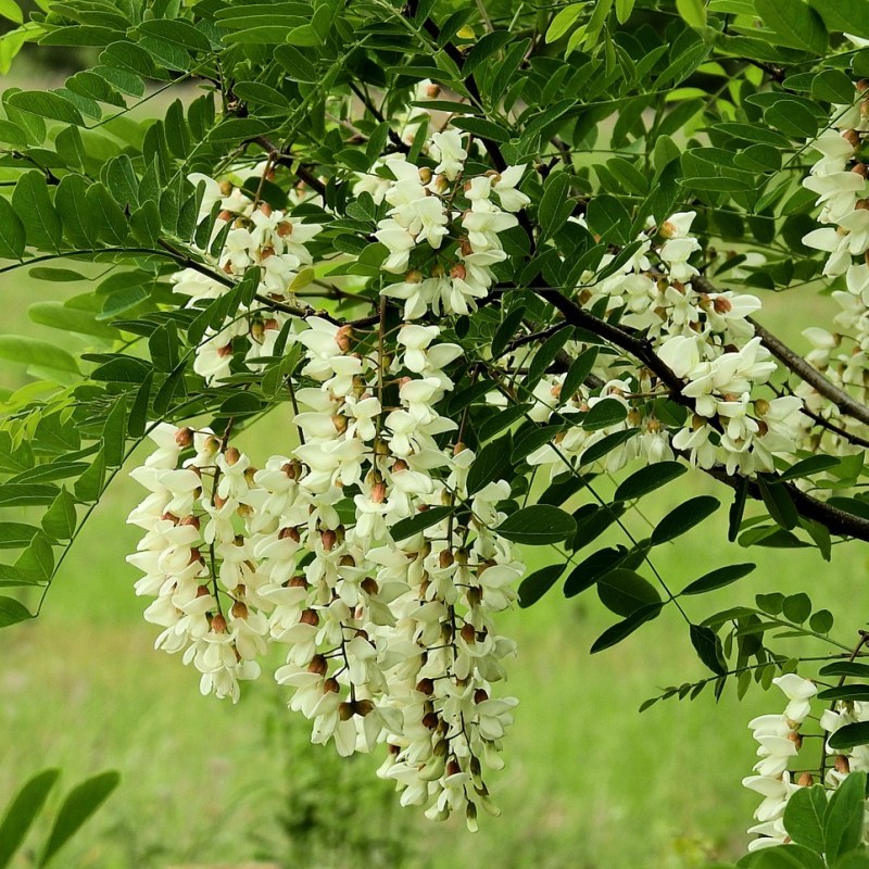 AU ÎNFLORIT SALCÂMII